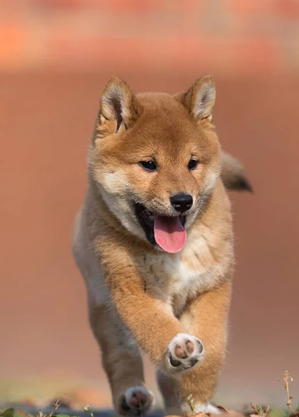 Pequeno shiba inu filhote corre — Fotografia de Stock