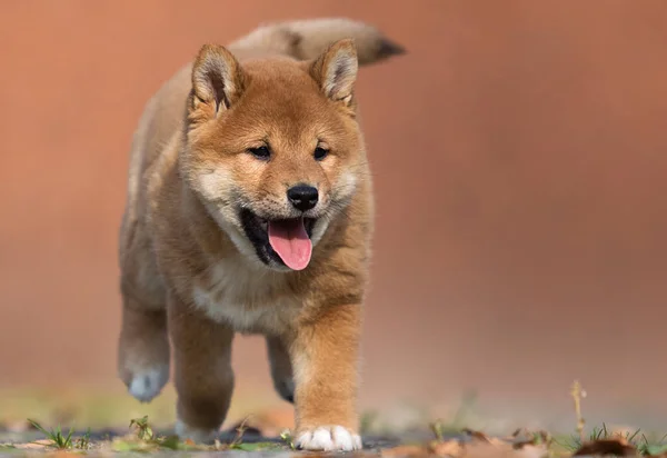 Lilla shiba inu valp på gräset — Stockfoto