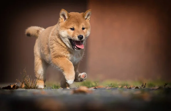 Pequeno shiba inu cachorro na grama — Fotografia de Stock