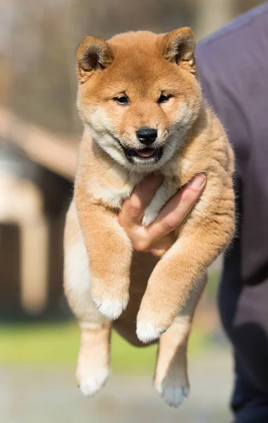 Küçük shiba inu puppy — Stok fotoğraf