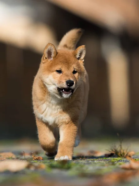 Lilla shiba inu valp körs — Stockfoto