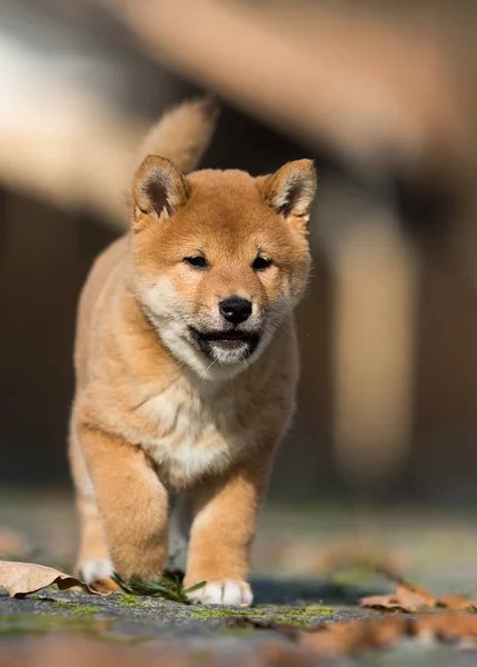 Pequeno shiba inu filhote corre — Fotografia de Stock