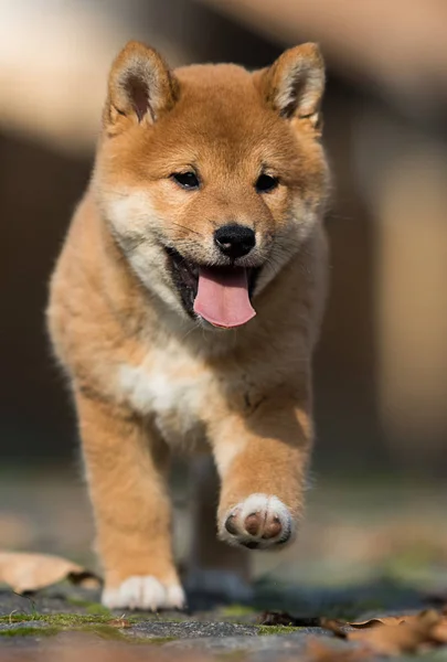 Piccolo shiba inu cucciolo corre — Foto Stock