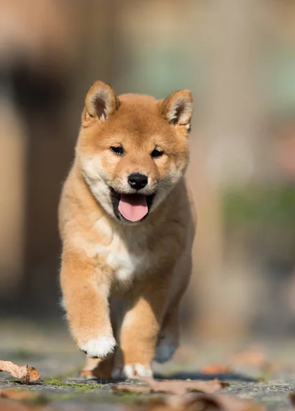 Petit chiot shiba inu court — Photo