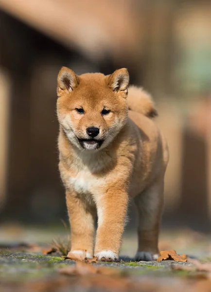 Pequeno shiba inu filhote corre — Fotografia de Stock