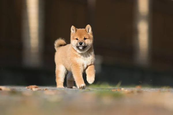 Piccolo shiba inu cucciolo corre — Foto Stock