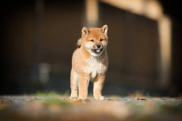 Pequeno shiba inu filhote corre — Fotografia de Stock