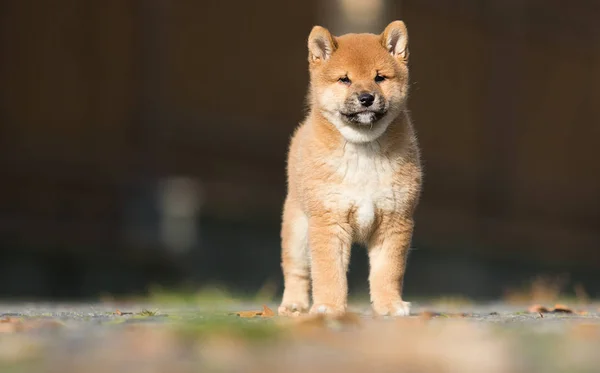 Anak anjing shiba inu kecil berjalan — Stok Foto