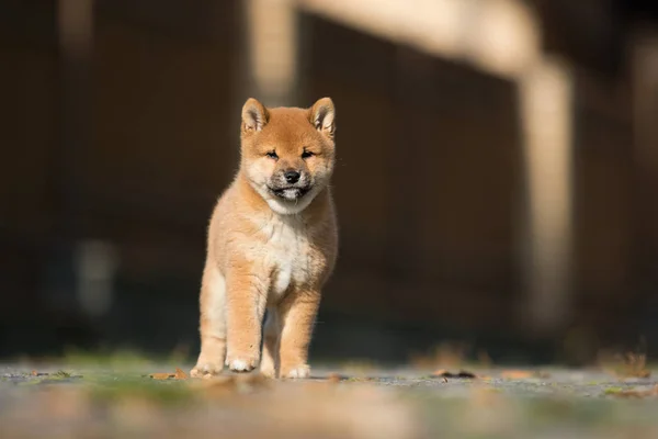 Kleine shiba inu puppy loopt — Stockfoto