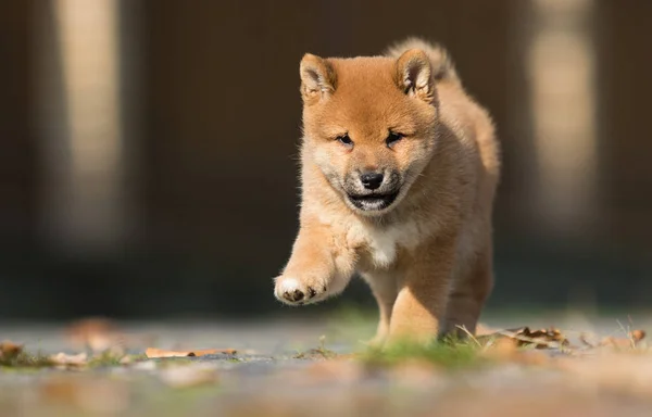 Poco shiba inu cachorro corre —  Fotos de Stock