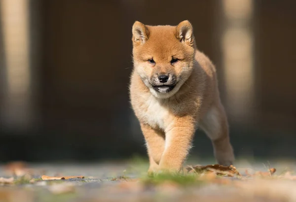 Little shiba inu puppy runs — Stock Photo, Image