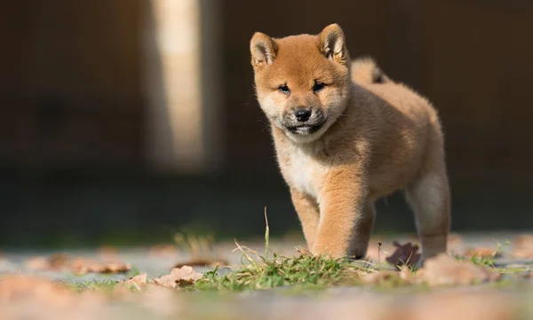 Mały shiba inu szczeniak biegnie — Zdjęcie stockowe