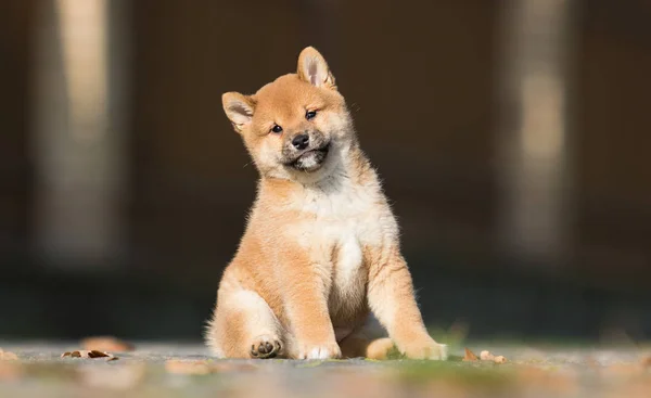 Kleine shiba inu puppy loopt — Stockfoto