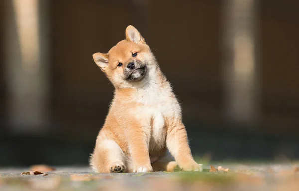 Anak anjing shiba inu kecil berjalan — Stok Foto