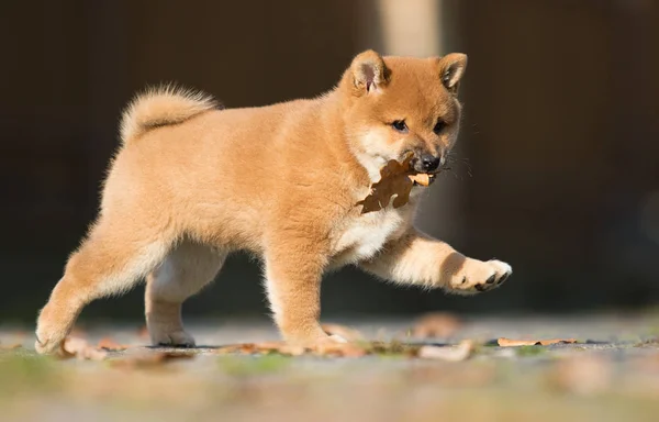 Poco shiba inu cachorro corre — Foto de Stock