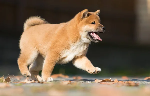 Poco shiba inu cachorro corre — Foto de Stock