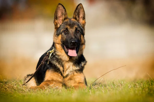 Alman çoban köpeği arıyor. — Stok fotoğraf