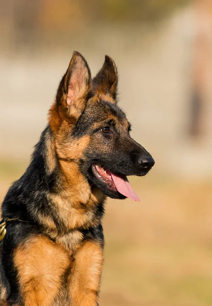 Alman çoban köpeği gibi görünüyor. — Stok fotoğraf