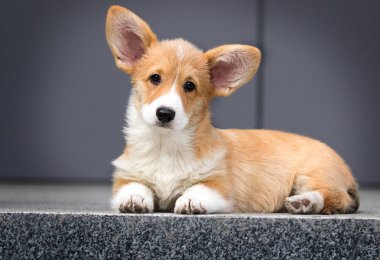 Şehirde Galli Corgi köpeği var.