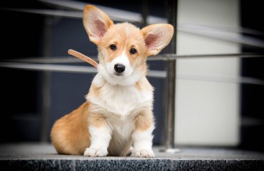 Şehirde Galli Corgi köpeği var.
