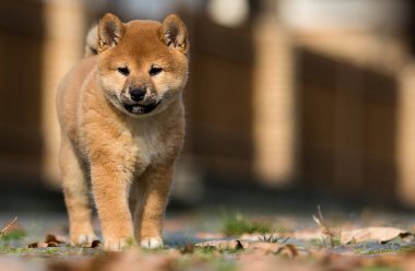 Shiba inu puppy dışarıda oynuyor.