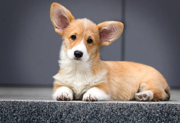 Galés corgi cachorro en la ciudad —  Fotos de Stock