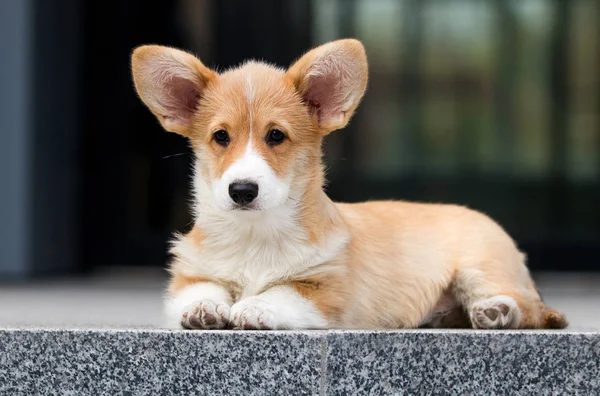 Galés corgi cachorro en la ciudad —  Fotos de Stock