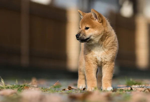 Shiba inu cucciolo giocare all'aperto — Foto Stock