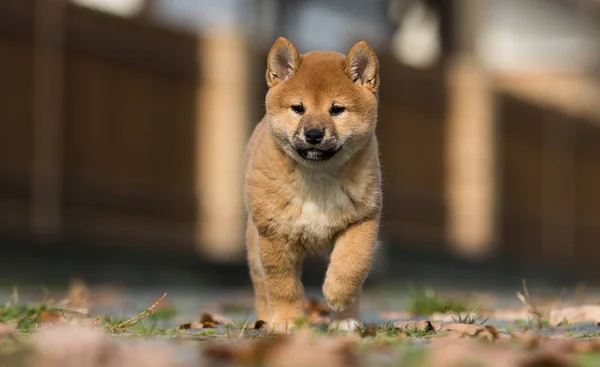 Shiba inu štěně hraje venku — Stock fotografie