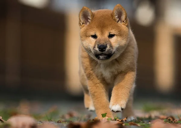 Shiba inu kiskutya játszik a szabadban — Stock Fotó