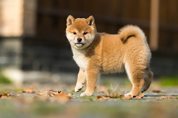 Shiba inu valp spelar utomhus — Stockfoto