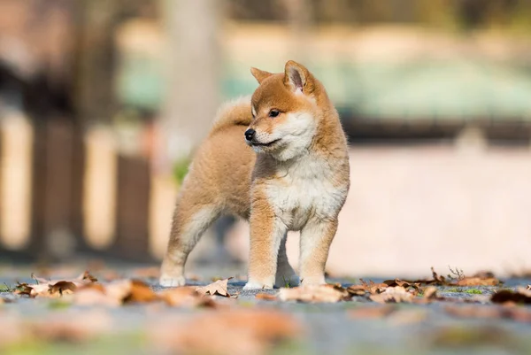 Shiba inu cachorro brincando ao ar livre — Fotografia de Stock