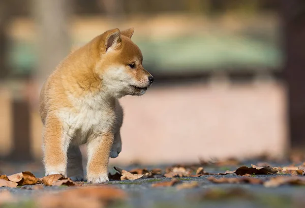 Shiba inu cachorro jugando al aire libre —  Fotos de Stock