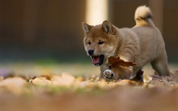 Shiba inu szczeniak gra na świeżym powietrzu — Zdjęcie stockowe