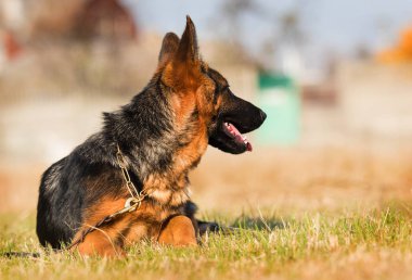 Beş aylık Alman çoban köpeği yavrusu.