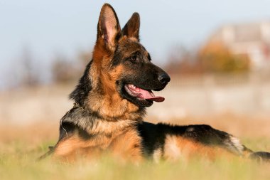 Alman çoban köpeği çimlerde