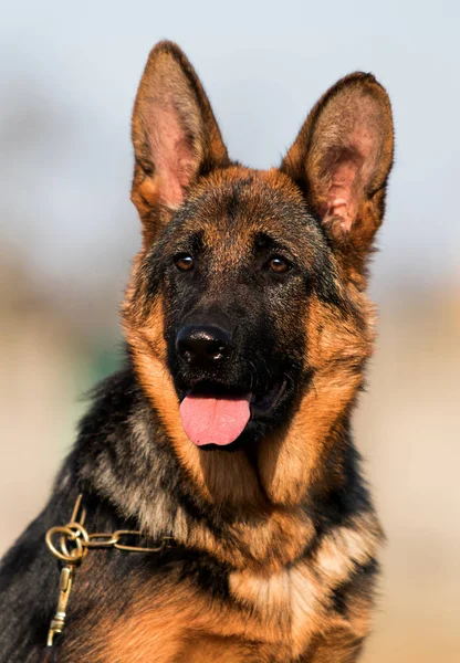 Duitse herder puppy in het gras — Stockfoto