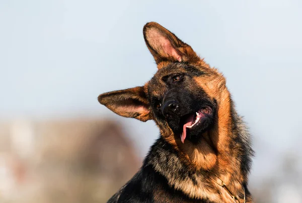 Berger allemand chiot âge 5 mois dans l'herbe — Photo