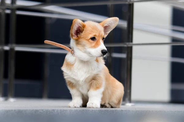 Galés corgi cachorro en una calle de la ciudad —  Fotos de Stock