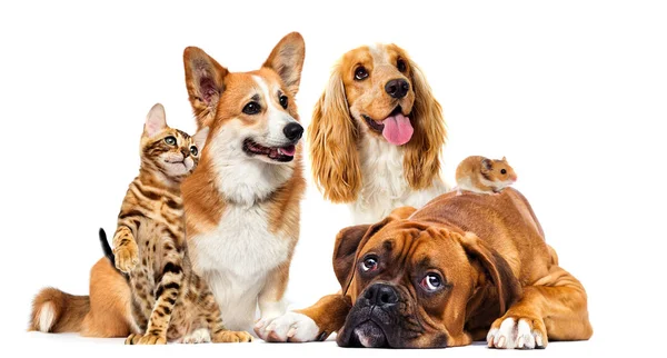 Set Pets Look Full Length — Stock Photo, Image