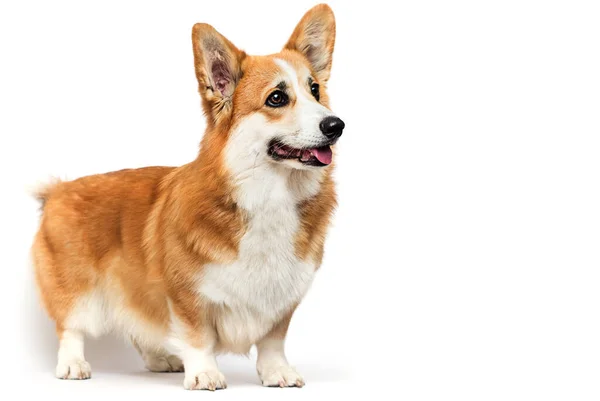 Cão Cabelos Vermelhos Olha Para Lado Corgi Welsh — Fotografia de Stock