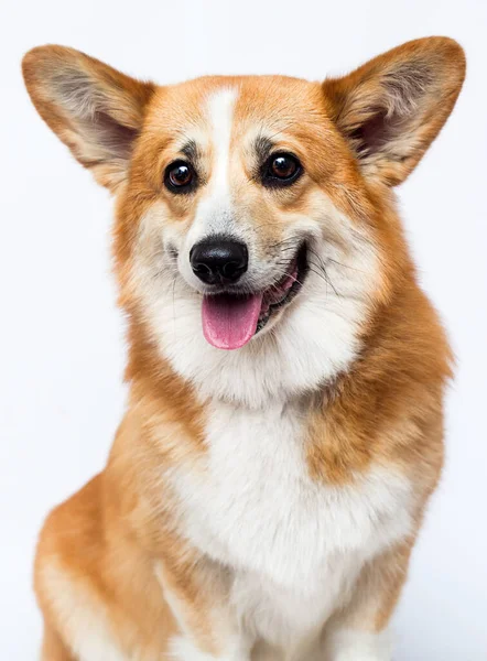 Köpek Gülümsüyor Galler Corgi Portresi — Stok fotoğraf