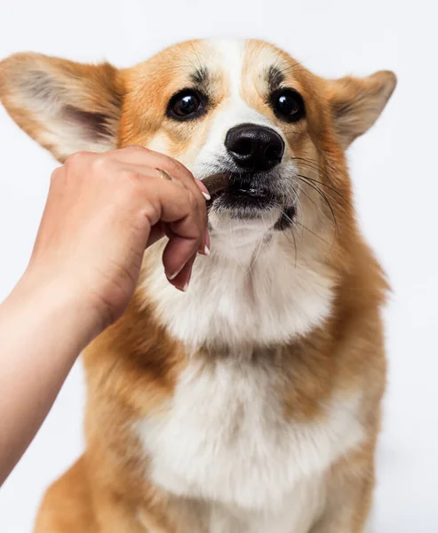 Cão Comendo Deleite Com Mãos — Fotografia de Stock