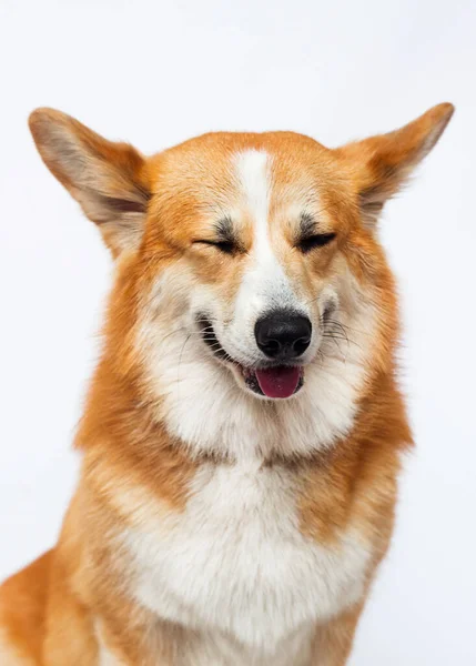 Perro Corgi Galés Sonriendo Sobre Fondo Blanco —  Fotos de Stock