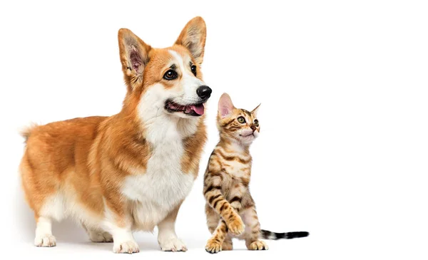 Σκύλος Και Γάτα Κοιτάζουν Στο Πλάι — Φωτογραφία Αρχείου