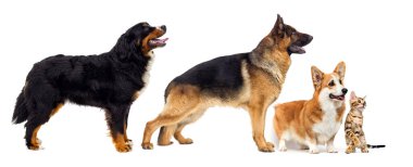 Köpek ve kedi yan bakıyor.