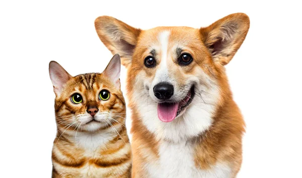 Hund Och Katt Tillsammans Vit Bakgrund — Stockfoto