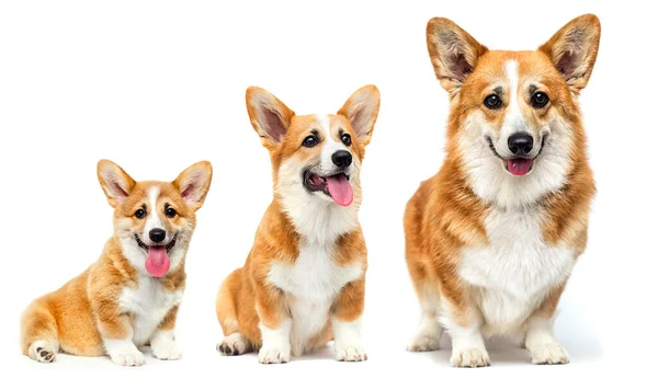 Roztomilé Welsh Corgi Štěně Úsměvy — Stock fotografie