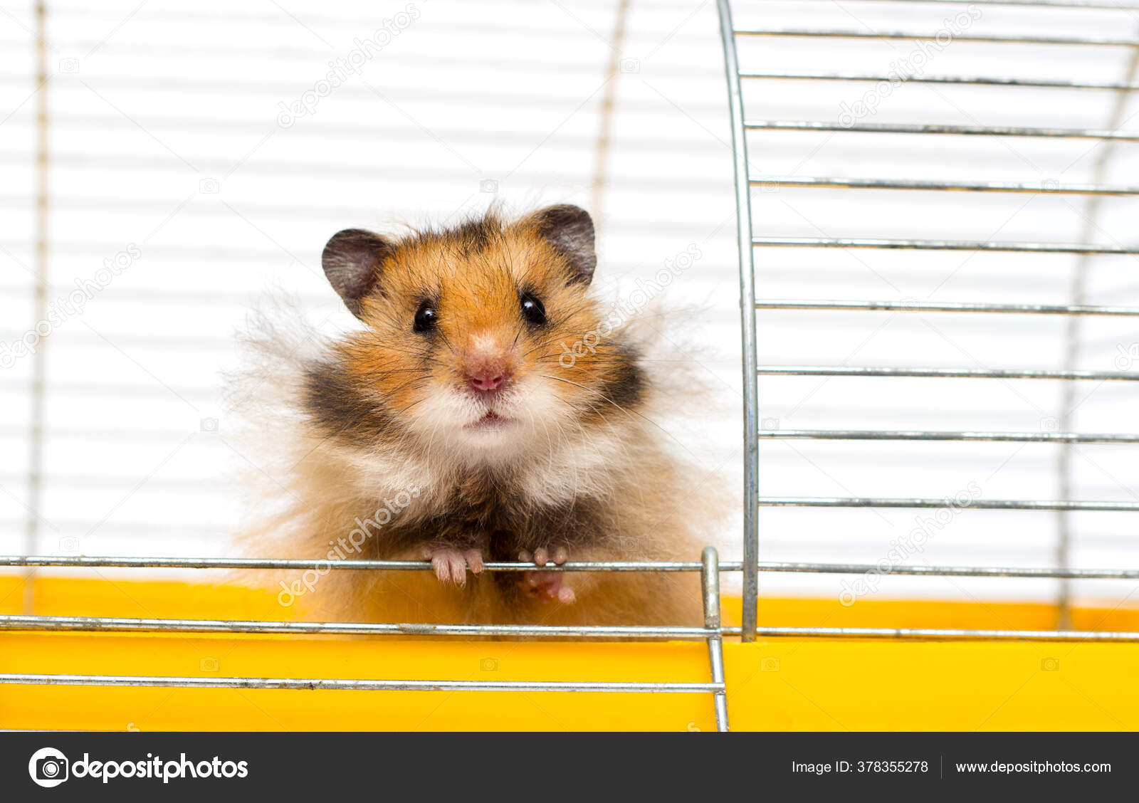 Funny Syrian Hamster Peeps Out Cages Stock Photo by ©gurinaleksandr 378355278 Funny Syrian Hamster Peeps Out Cages Stock Photo by ©gurinaleksandr 378355278