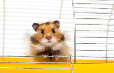 Komik Suriyeli hamster kafeslerden dışarı çıkıyor.